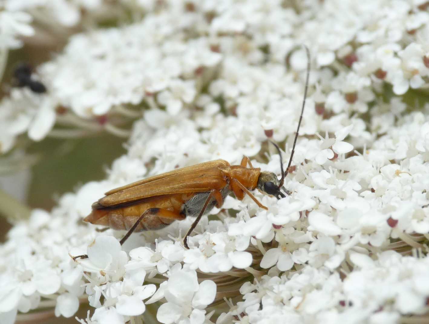 femmina di Oedemera podagrariae